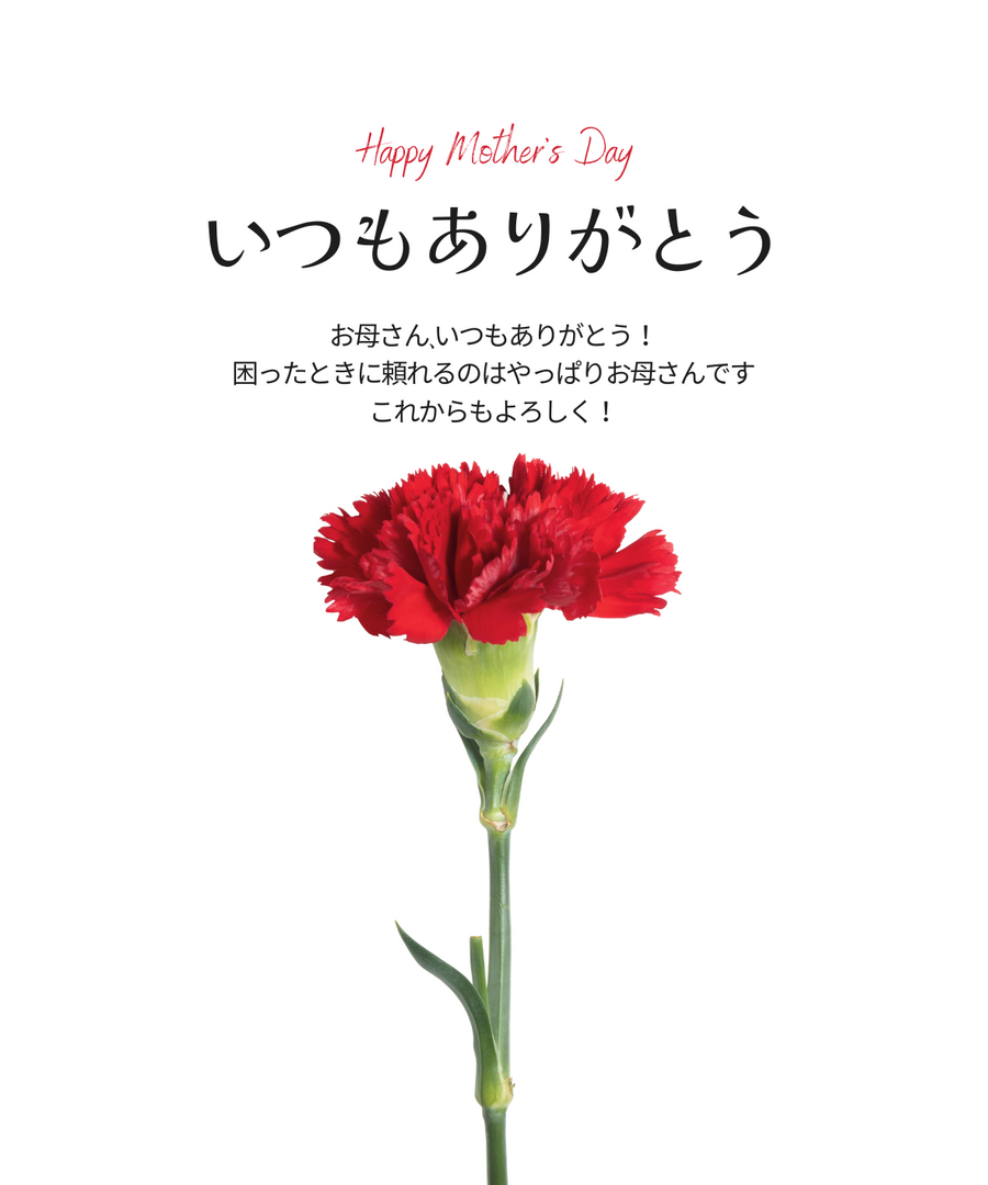 シーズンイベント 母の日の赤いカーネーション